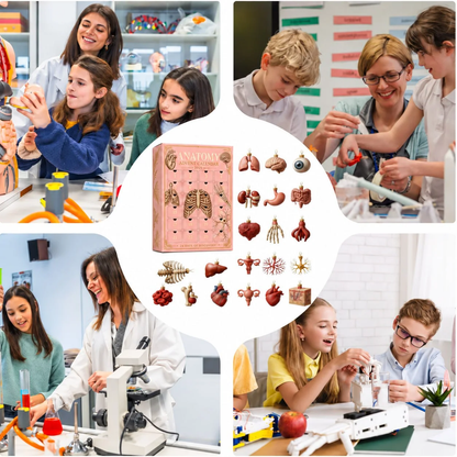 MedAdvent™ Anatomy advent calendar